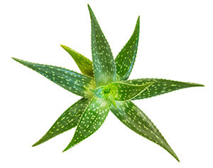 Aloe